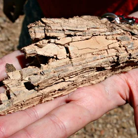 Weathered schist from southern Portugal