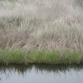 Marshes in Ria Formosa (Faro, Portugal)