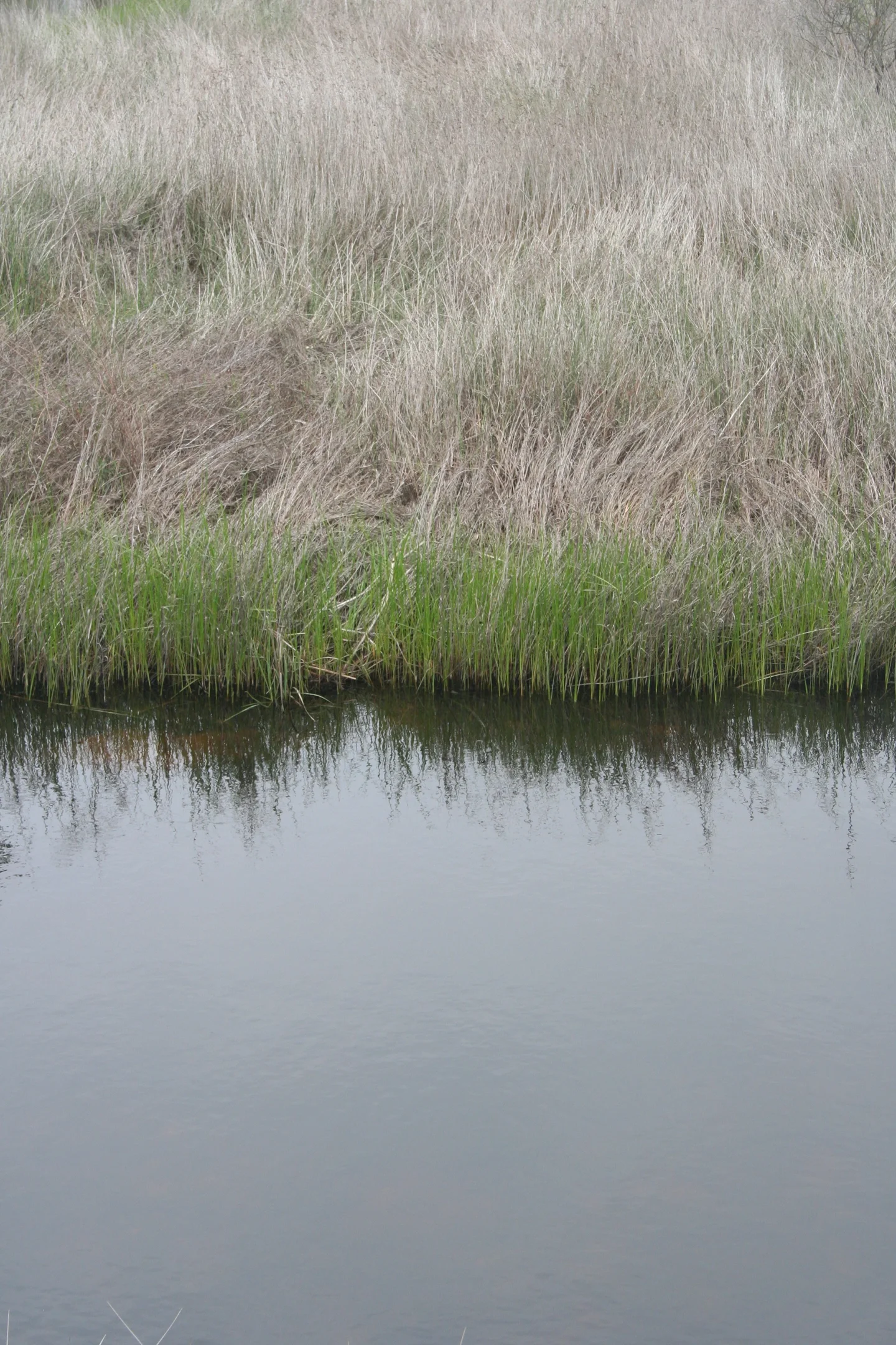 Marshes in Ria Formosa (Faro, Portugal)