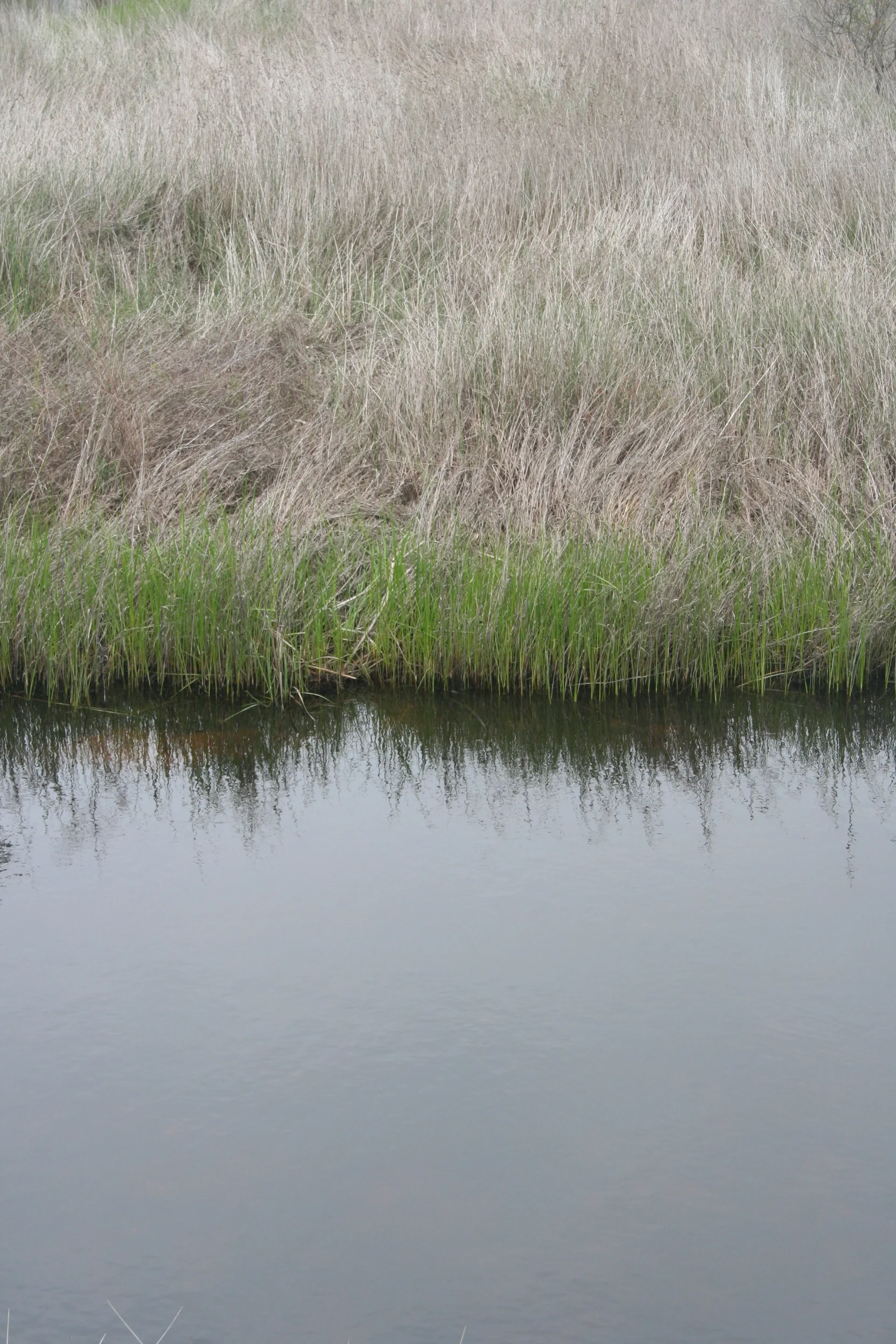 Marshes in Ria Formosa (Faro, Portugal)