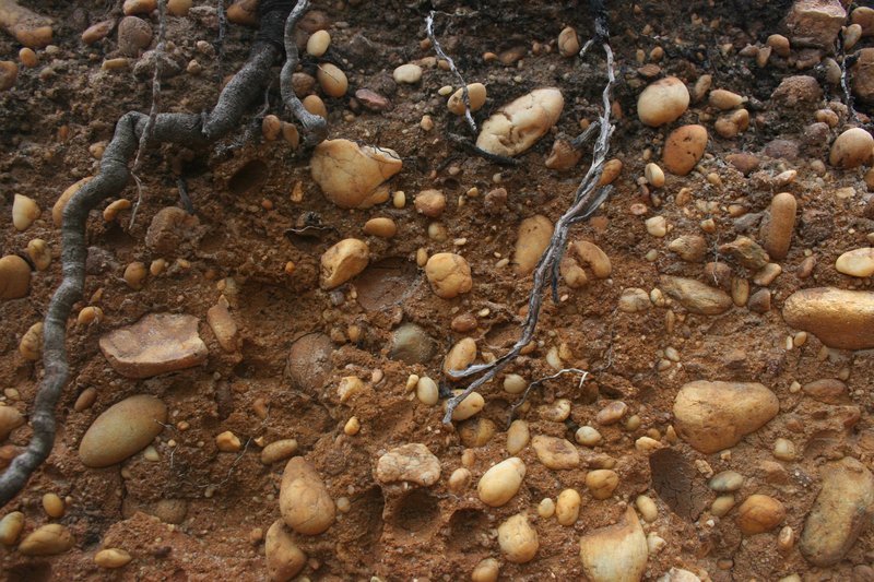 Layer of pebbles in a Gleyic Regosol