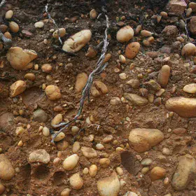 Layer of pebbles in a Gleyic Regosol