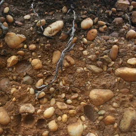 Layer of pebbles in a Gleyic Regosol
