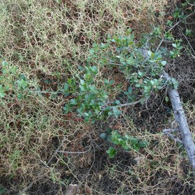 Drought-resistant shrub