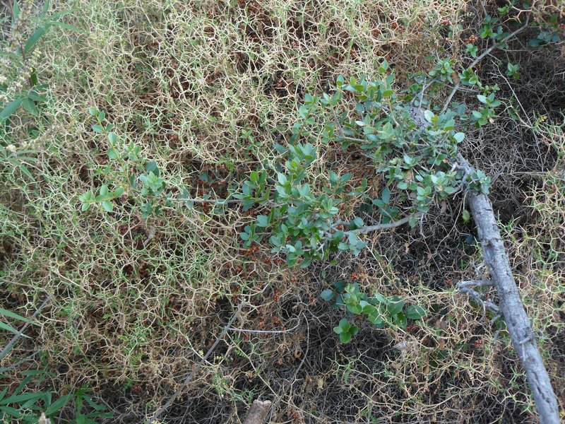 Drought-resistant shrub