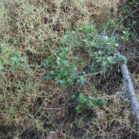 Drought-resistant shrub