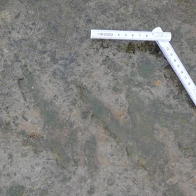 Dinosaur footprint