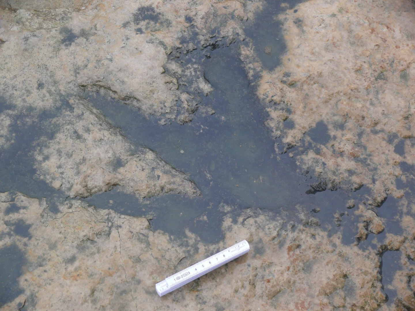 Dinosaur footprint