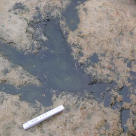 Dinosaur footprint