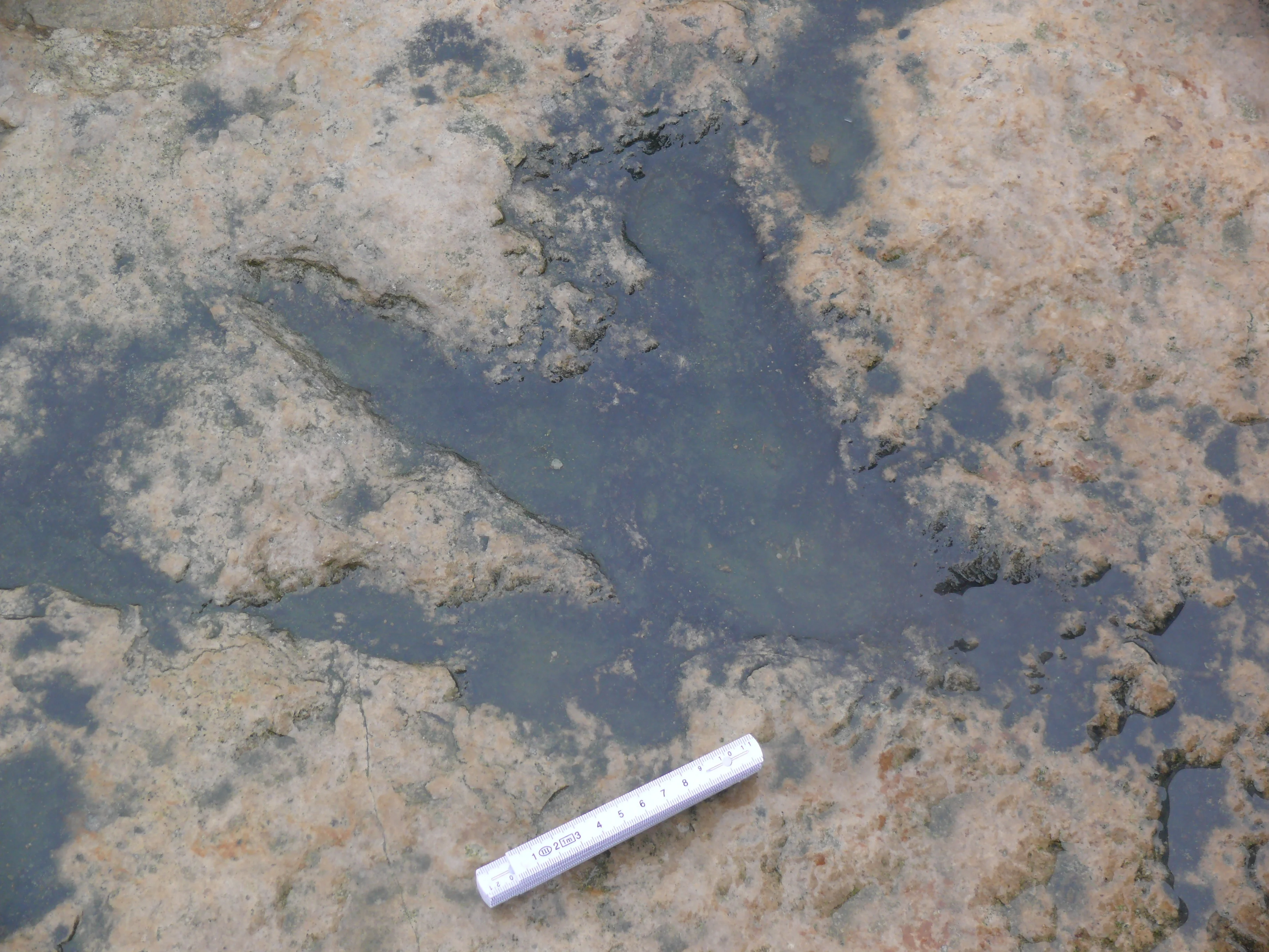 Dinosaur footprint