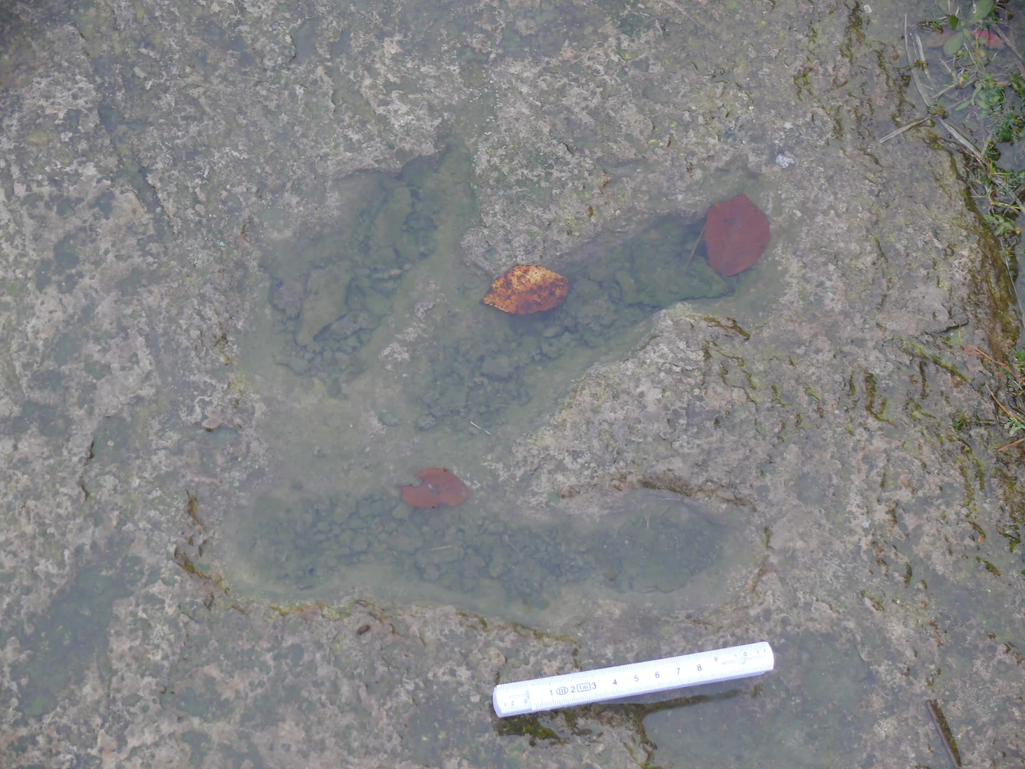 Dinosaur footprint