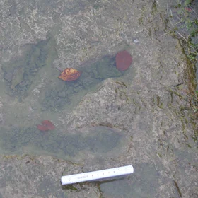 Dinosaur footprint