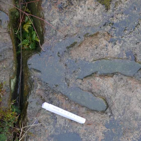 Dinosaur footprint