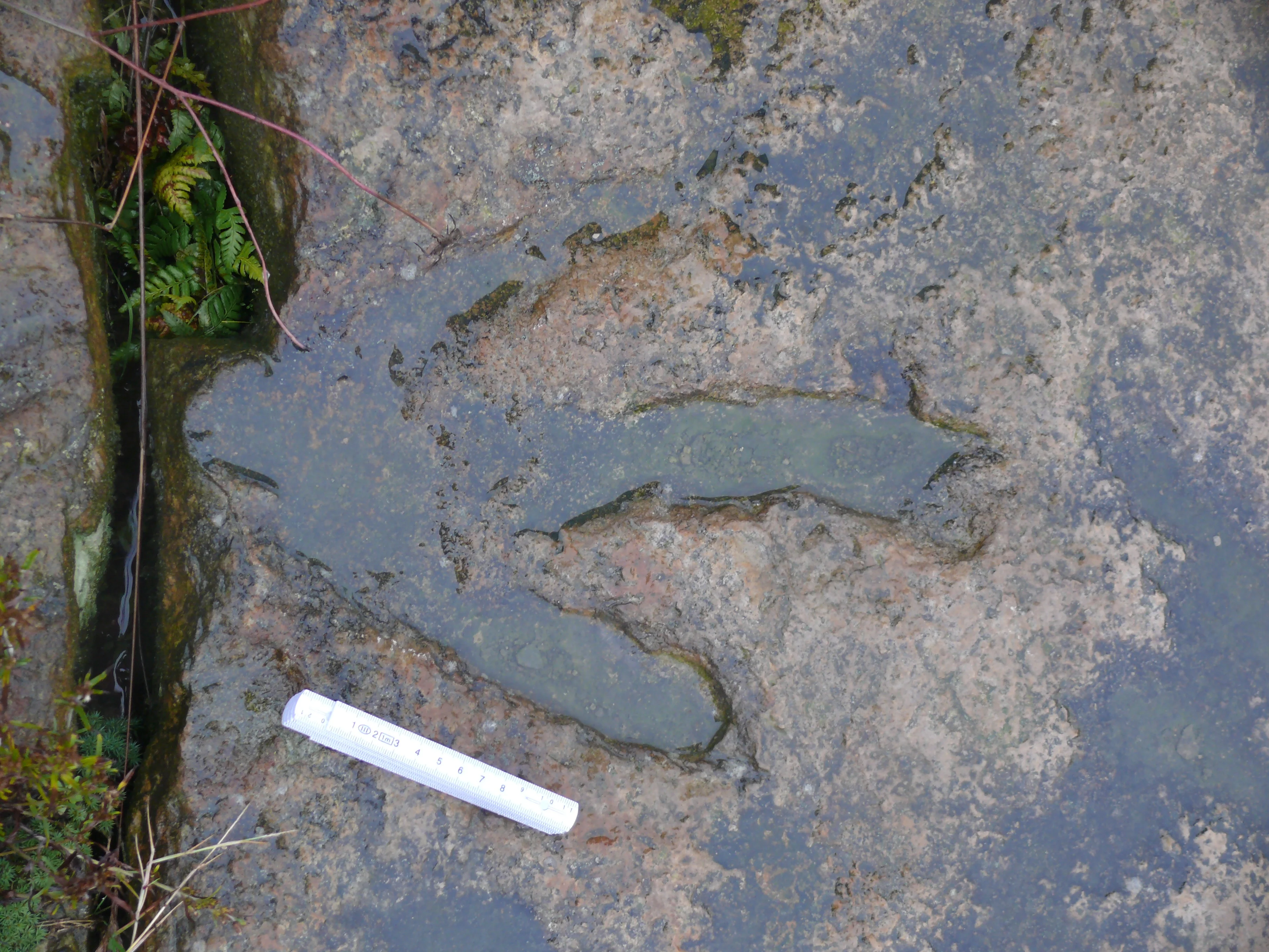 Dinosaur footprint
