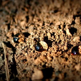 Soil water repellency