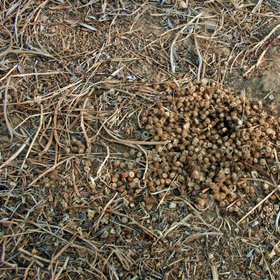 Seed transport by ants