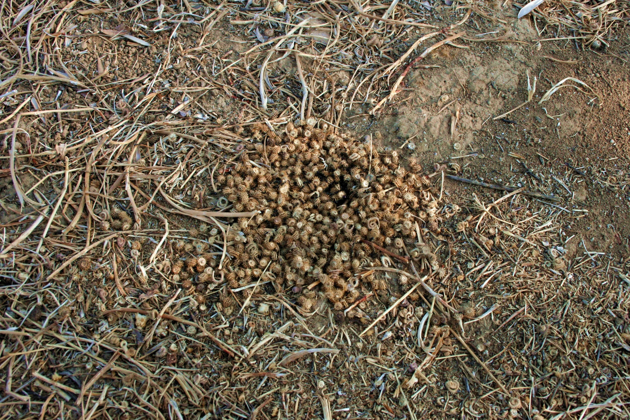 Seed transport by ants