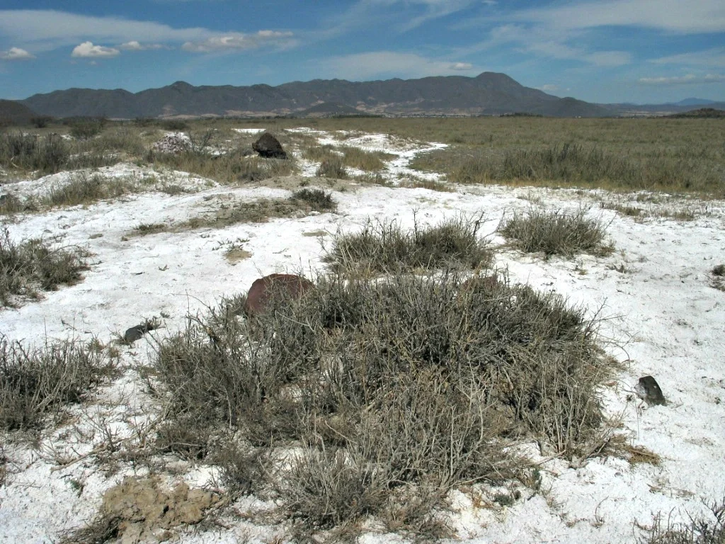 Saline soil in the watershed of Lake Cuitzeo (Mexico)