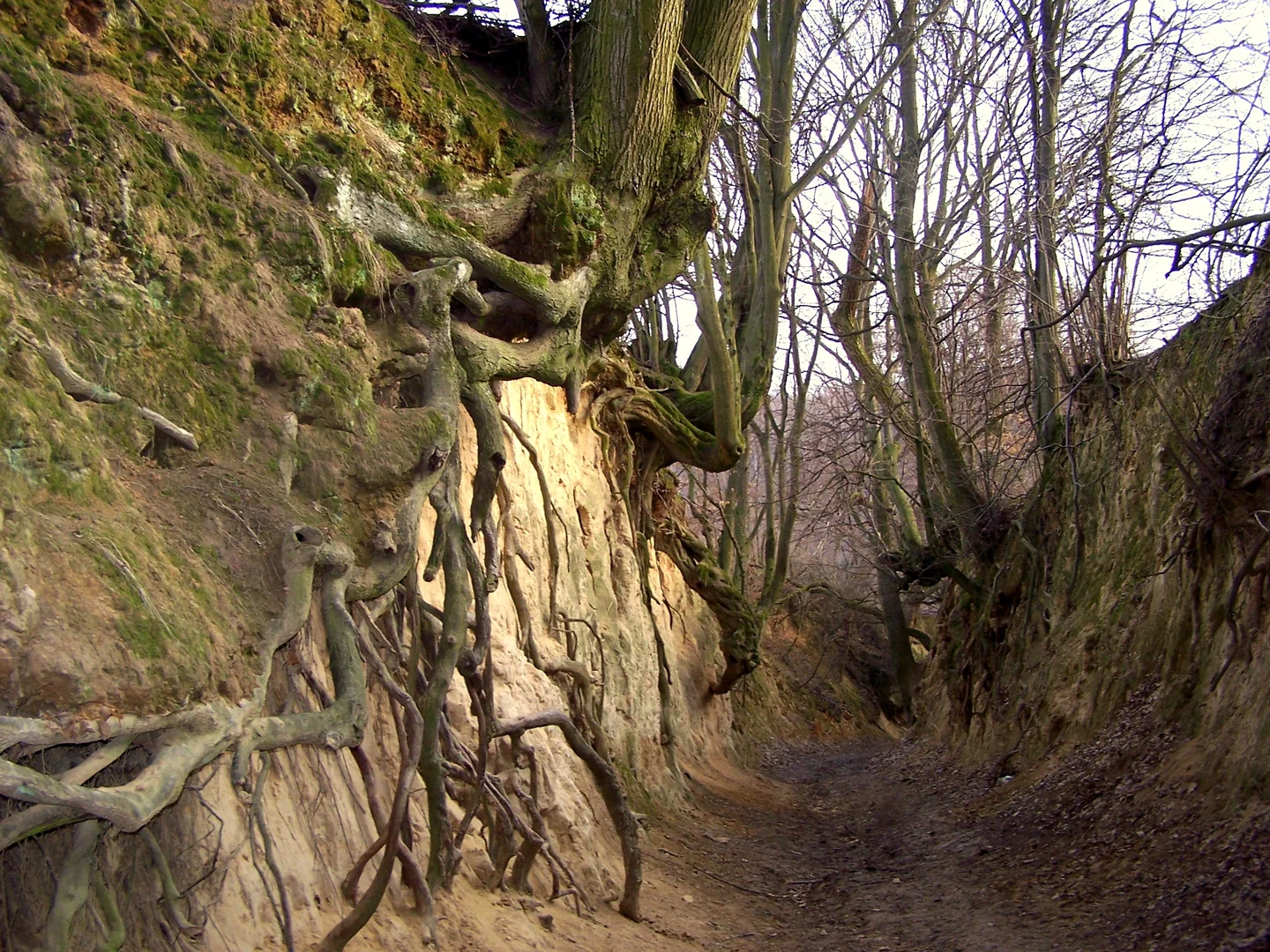 Root Ravine