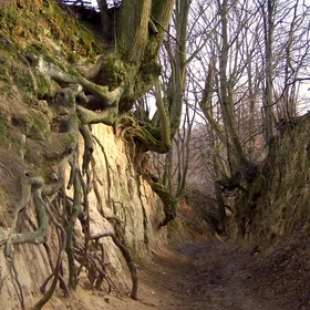 Root Ravine