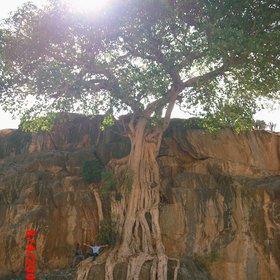 The Great Tree - Ethiopia