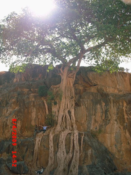 The Great Tree - Ethiopia