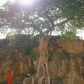 The Great Tree - Ethiopia