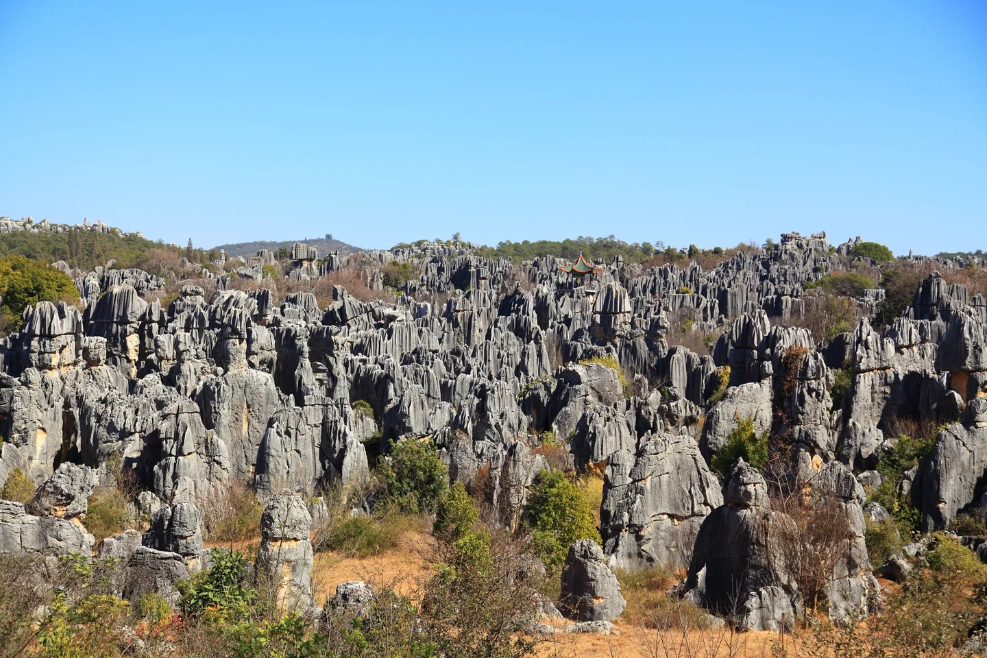 Stone Forest