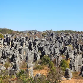 Stone Forest