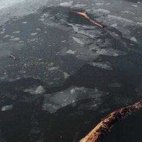Wood in Ice