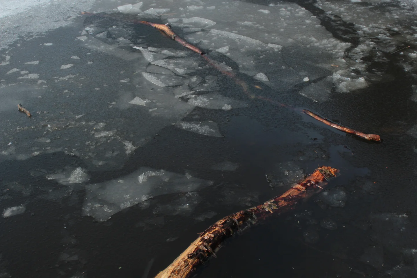 Wood in Ice