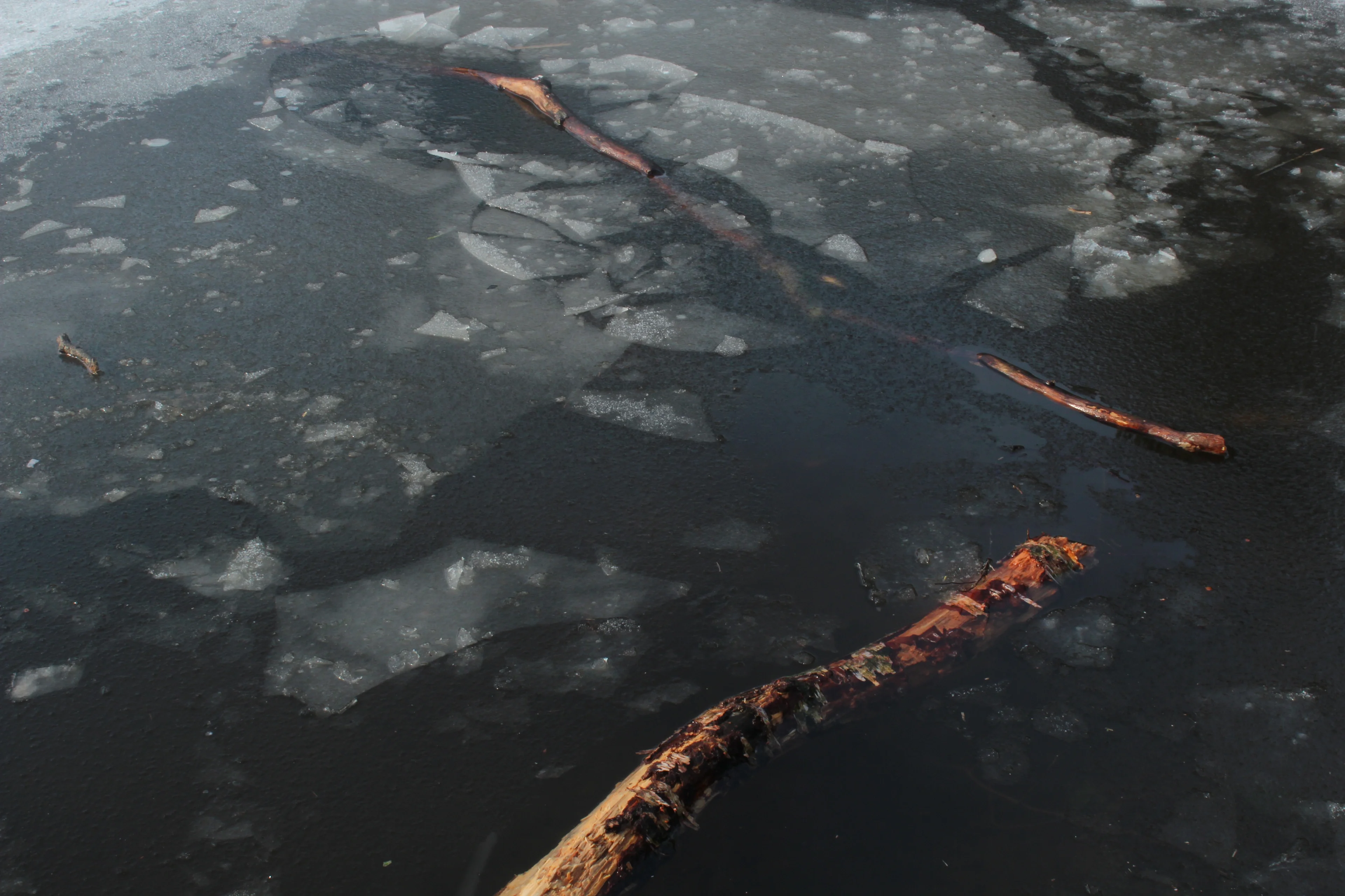 Wood in Ice