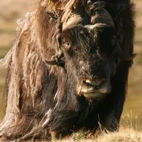Muskox
