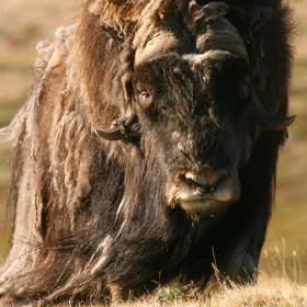 Muskox