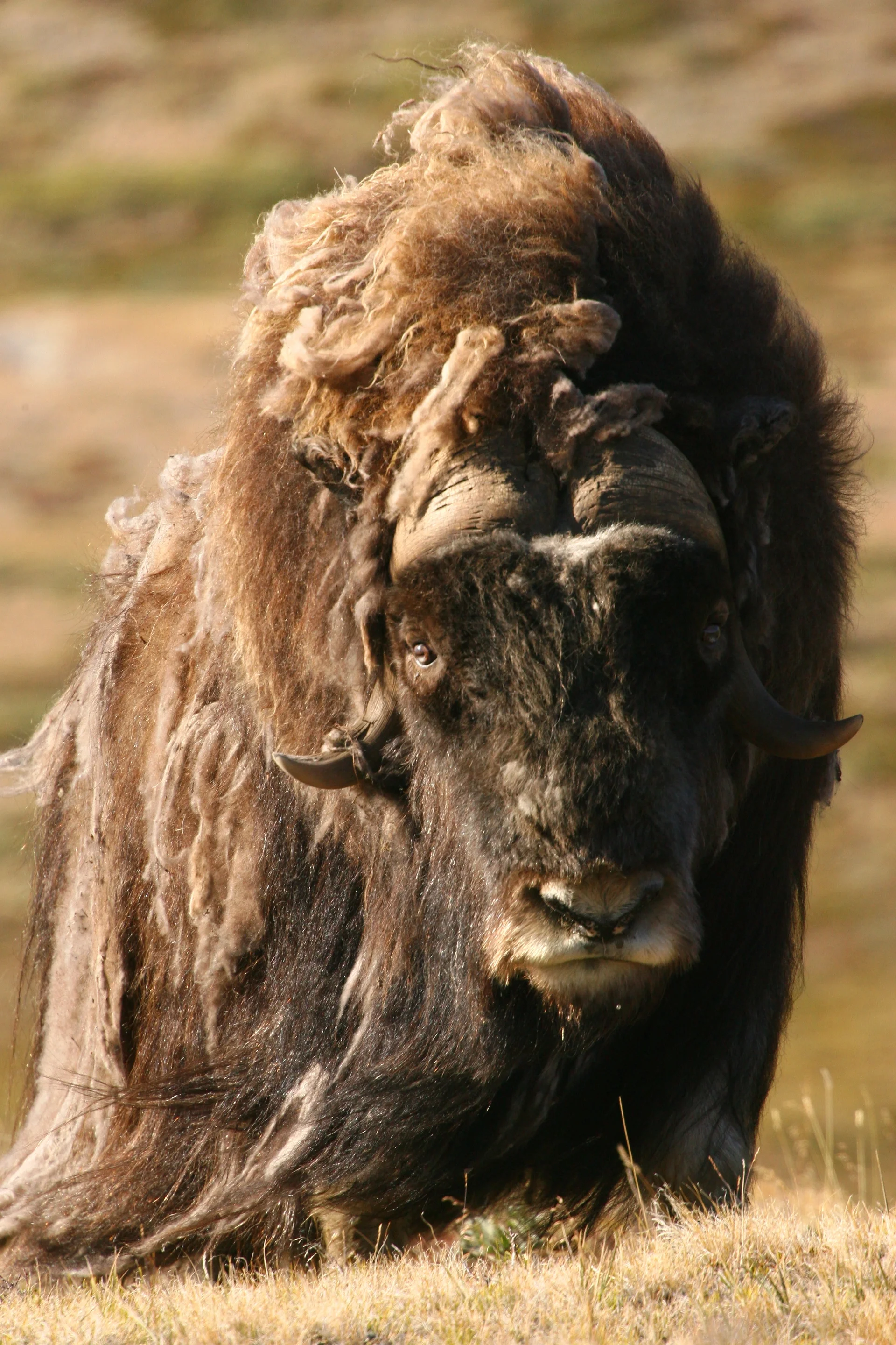 Muskox