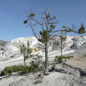 Lonely Tree at Mammut Terrace