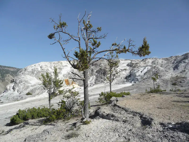 Lonely Tree at Mammut Terrace
