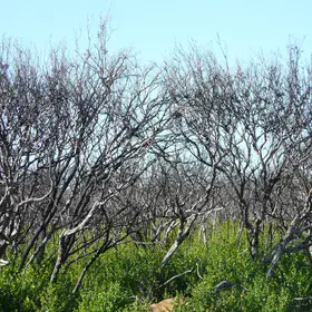 Green reload after the bushfires
