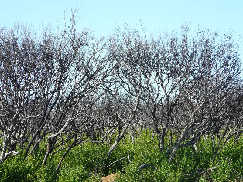 Green reload after the bushfires
