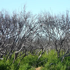 Green reload after the bushfires