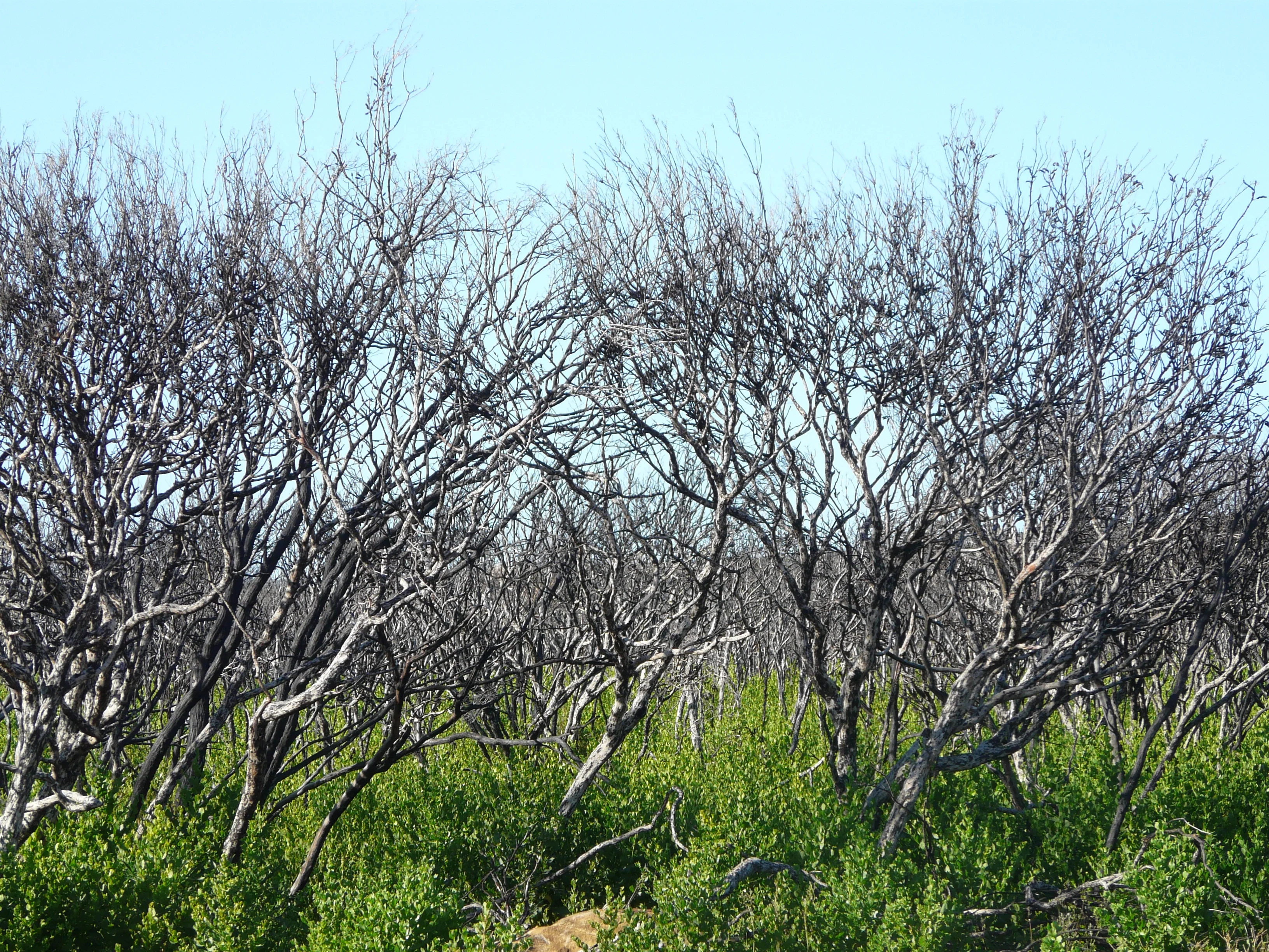 Green reload after the bushfires