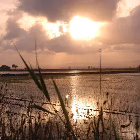 Rice Field in Delta D'Ebre Park