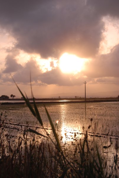 Rice Field in Delta D'Ebre Park