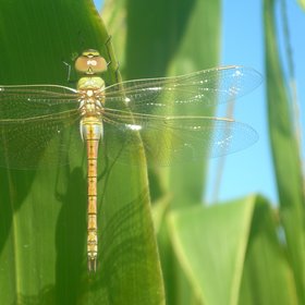 Dragonfly On Maize Leaf