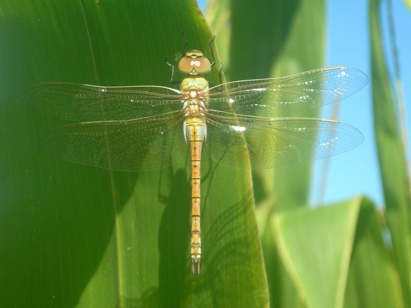Dragonfly On Maize Leaf
