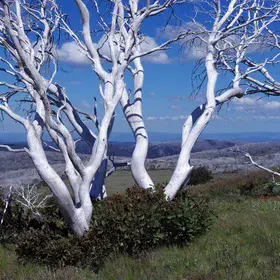 Regrowth after fires