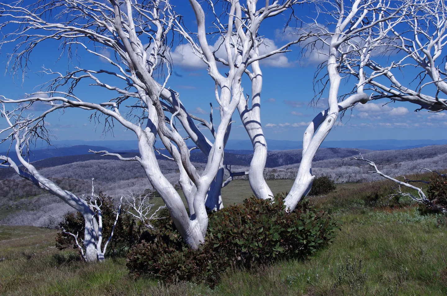 Regrowth after fires