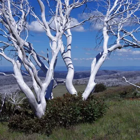 Regrowth after fires