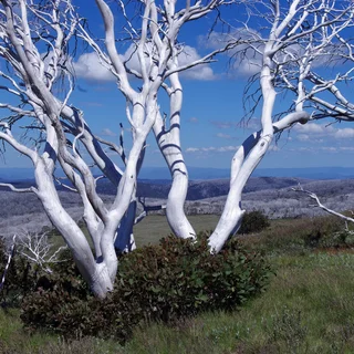 Regrowth after fires
