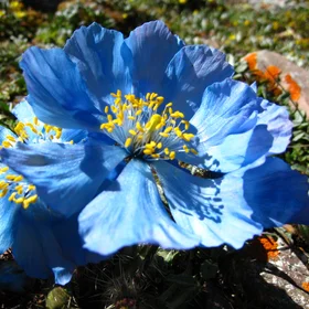 Subglacial flowers-3